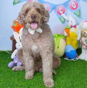 Cachorro raça Poodle idade 2 anos nome Billy