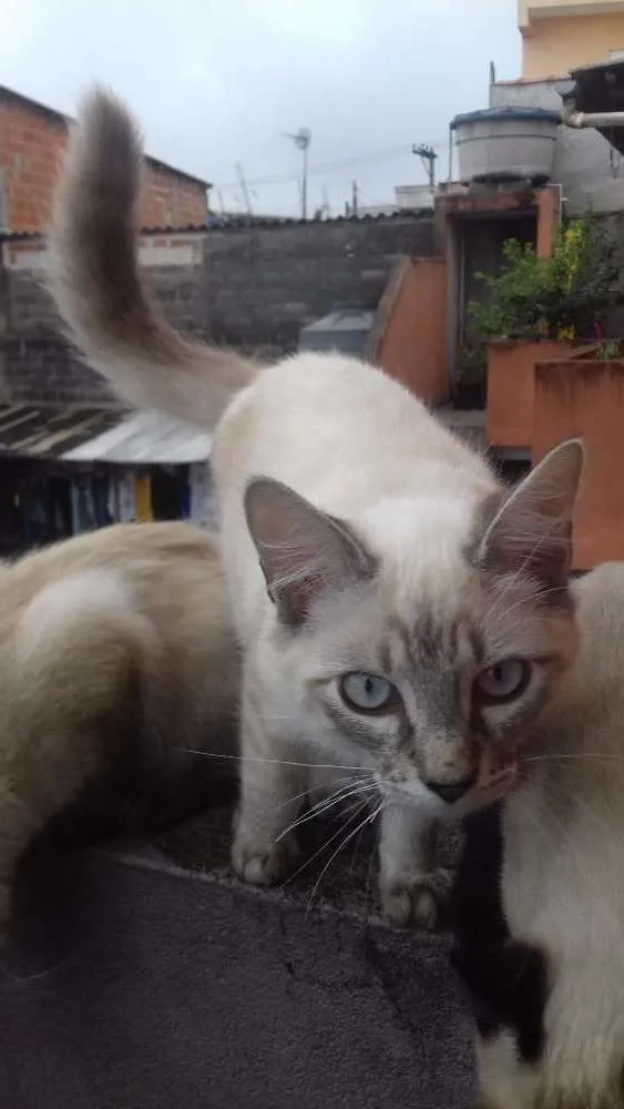 Gato ra a Srd idade 2 a 6 meses nome Dumbledore