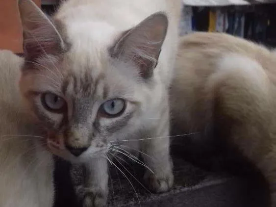 Gato ra a Srd idade 2 a 6 meses nome Dumbledore