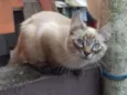 Sirius