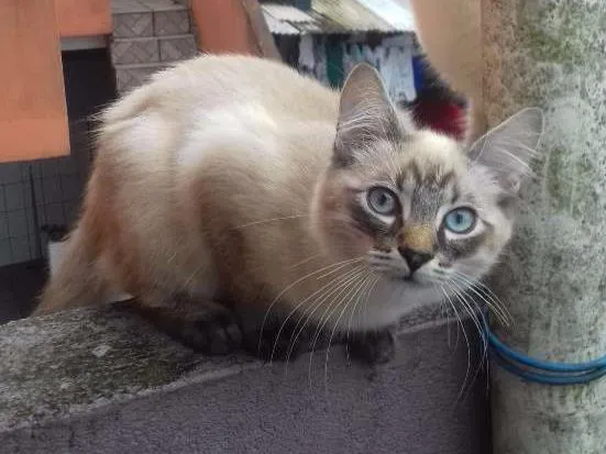 Gato ra a Srd idade 2 a 6 meses nome Sirius