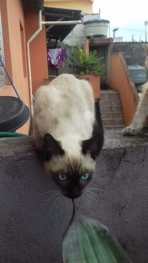 Gato ra a SRD idade 2 a 6 meses nome Lindinha