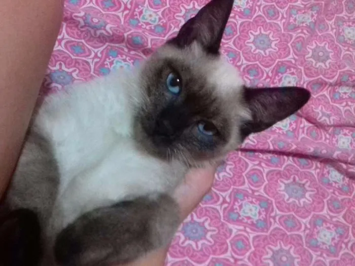 Gato ra a SRD idade 2 a 6 meses nome Lindinha