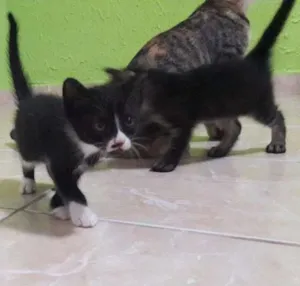 Gato raça SRD idade Abaixo de 2 meses nome Donatello