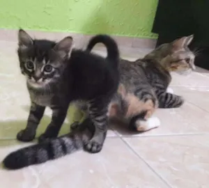 Gato raça SRD idade Abaixo de 2 meses nome Miquelangelo