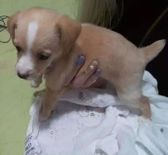 Cachorro ra a Não informado idade 2 a 6 meses nome Barbie