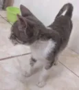 Gatinho