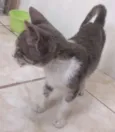 Gatinho