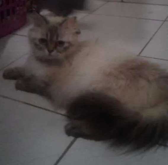 Gato ra a Persa idade 2 anos nome Lola