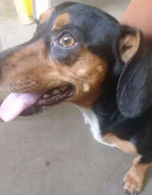 Cachorro raça Basset  idade 3 anos nome Ritinha