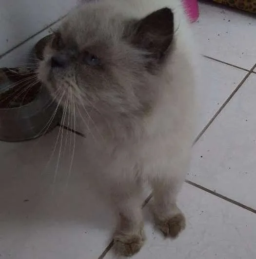 Gato ra a Persa Himalaia idade 3 anos nome Jamelão