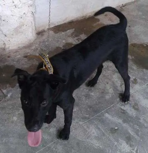 Cachorro ra a SRD idade 7 a 11 meses nome NEGÃO