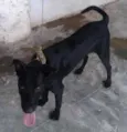 NEGÃO