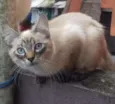 Sirius