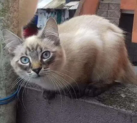 Gato ra a Srd idade 2 a 6 meses nome Sirius
