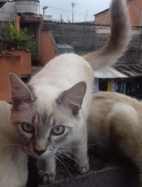 Gato ra a Srd idade 2 a 6 meses nome Dumbledore