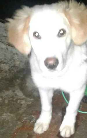 Cachorro raça Nao sei dizer idade 7 a 11 meses nome Spaik