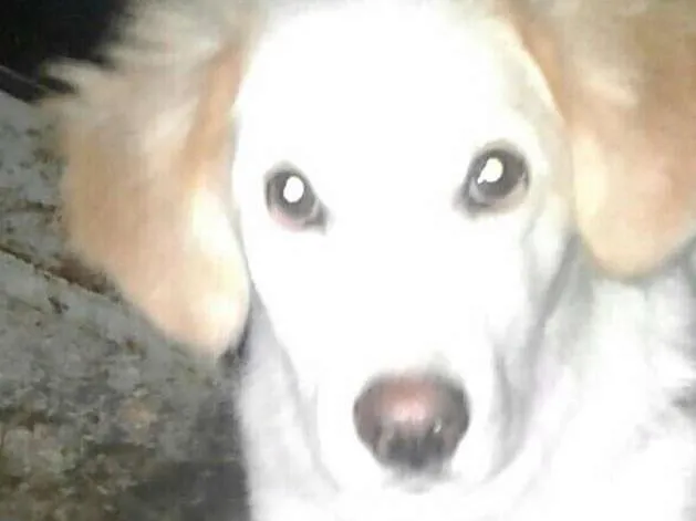Cachorro ra a Nao sei dizer idade 7 a 11 meses nome Spaik