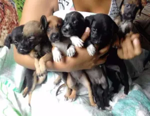 Cachorro raça Modelados idade Abaixo de 2 meses nome Elas
