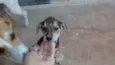 Tico e Teca