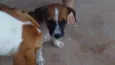 Tico e Teca