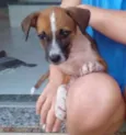 Tico e Teca