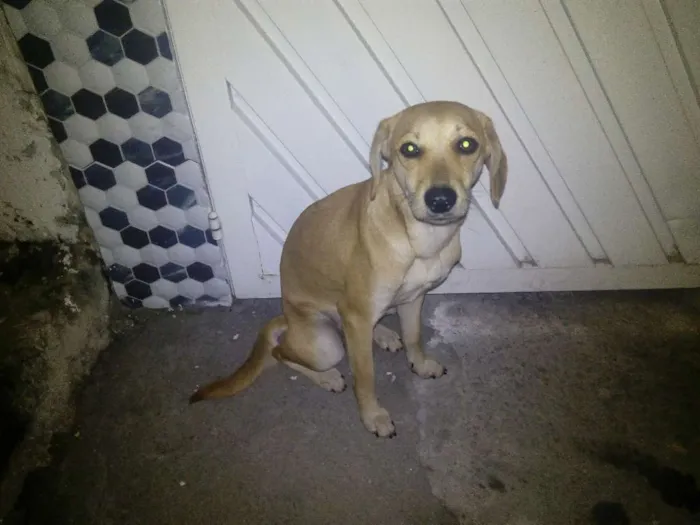 Cachorro ra a SRD idade 2 a 6 meses nome Lili