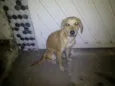 Lili