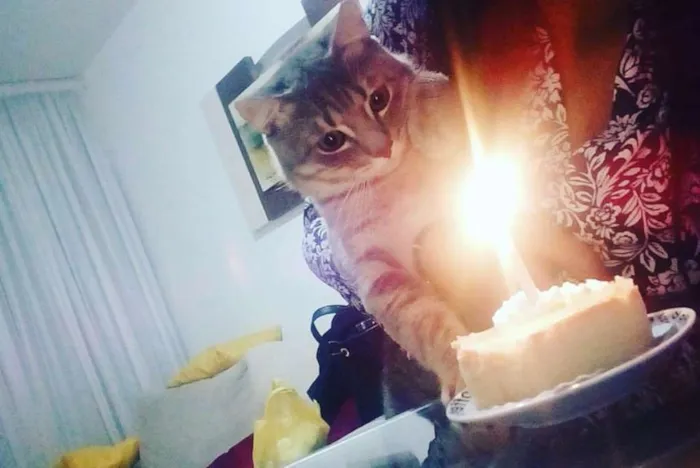 Gato ra a desconhecida idade 1 ano nome charles e félix