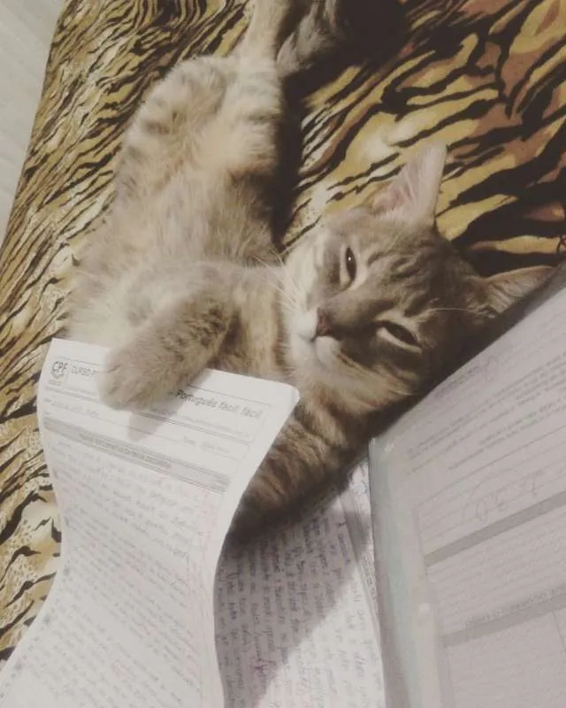 Gato ra a desconhecida idade 1 ano nome charles e félix