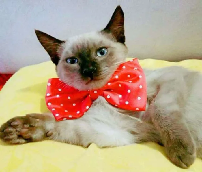 Gato ra a desconhecida idade 1 ano nome charles e félix