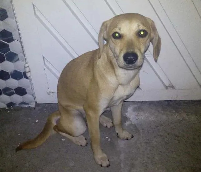 Cachorro ra a SRD idade 2 a 6 meses nome Lili