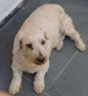 Cachorro raça SRD idade 6 ou mais anos nome Régis
