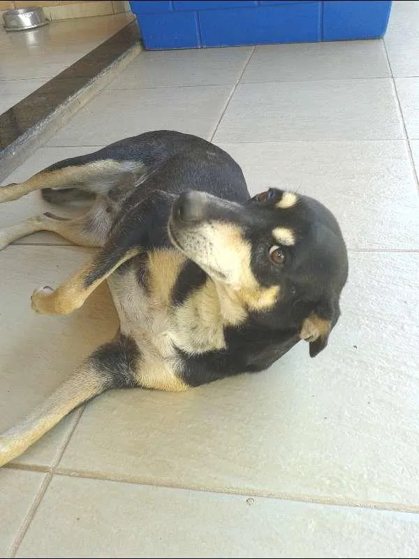 Cachorro ra a SRD idade 4 anos nome Mel