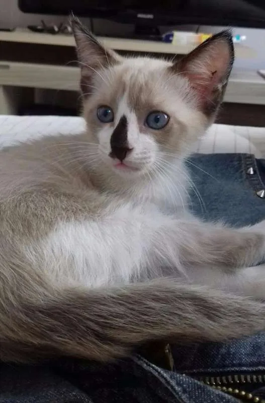 Gato raça SRD idade 2 a 6 meses nome Narizinho