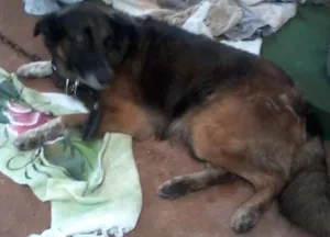 Cachorro raça vira-lata idade 6 ou mais anos nome lupinho