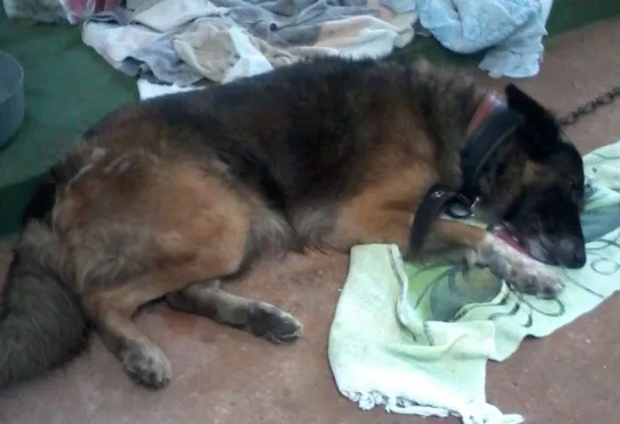 Cachorro raça vira-lata idade 6 ou mais anos nome lupinho