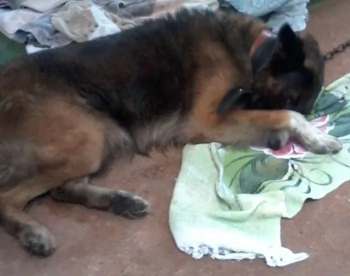 Cachorro raça vira-lata idade 6 ou mais anos nome lupinho