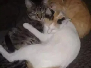 Gato raça  idade  nome Pérola   Dim  Galego