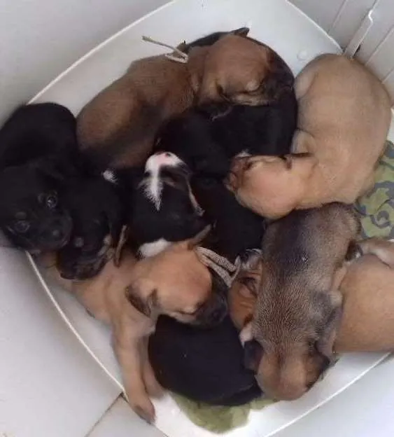 Cachorro ra a Ela e misturada com lavradora  idade 1 ano nome Tekka
