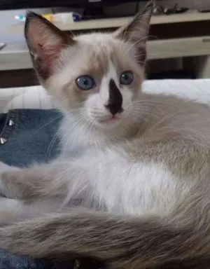 Gato raça SRD idade 2 a 6 meses nome Narizinho