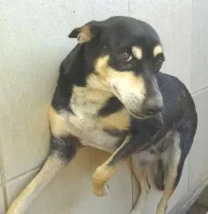 Cachorro raça SRD idade 4 anos nome Mel