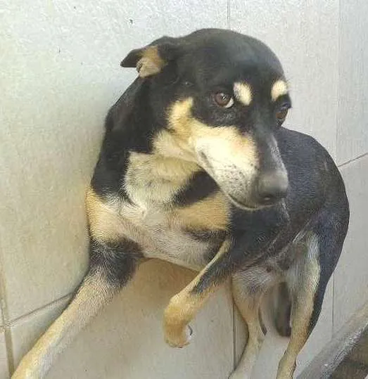 Cachorro ra a SRD idade 4 anos nome Mel