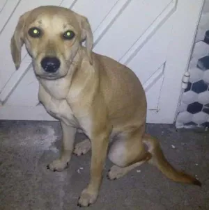 Cachorro raça SRD idade 2 a 6 meses nome Lili