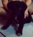 Apollo