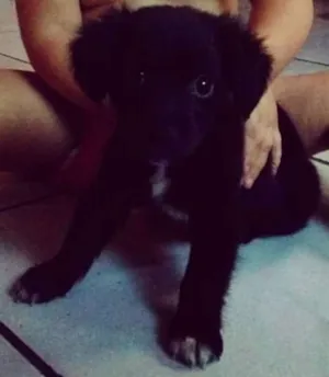 Cachorro raça SRD idade 2 a 6 meses nome Apollo
