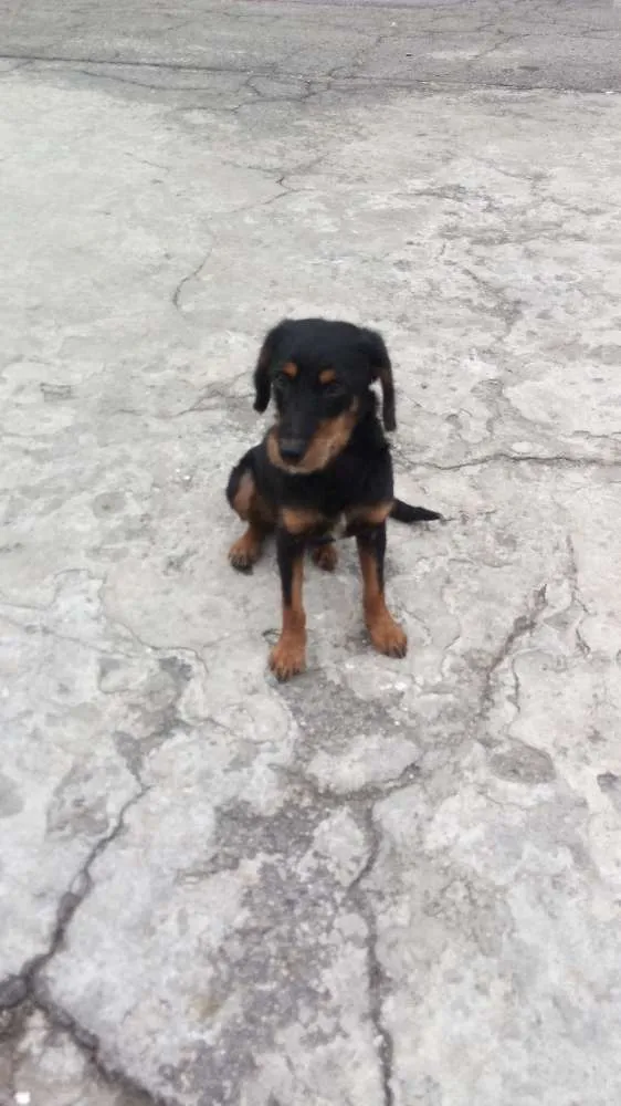 Cachorro ra a Sem raça definida idade  nome Não sei