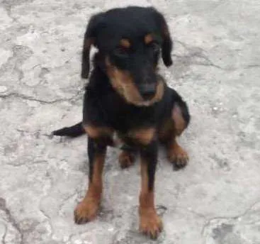 Cachorro ra a Sem raça definida idade  nome Não sei