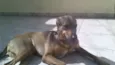 Pipoca