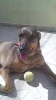 Pipoca